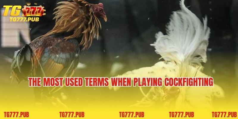 The most used terms when playing cockfighting