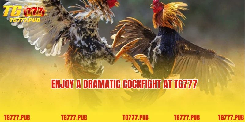 Enjoy a dramatic cockfight at TG777